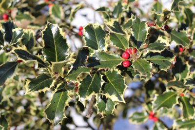 Ilex aquifolium 'Variegatum' - cesmína ostrolistá - listy